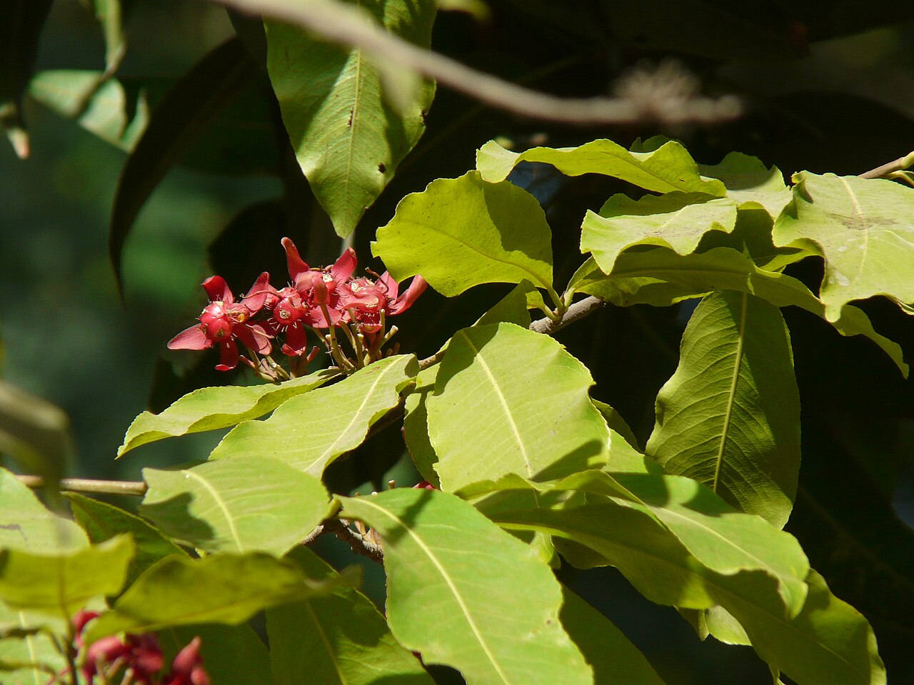 Ochna obtusata: Ochna obtusata