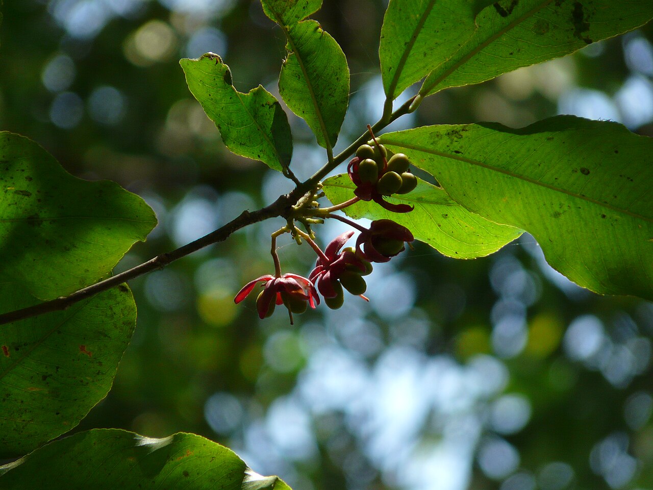 Ochna obtusata: Ochna obtusata