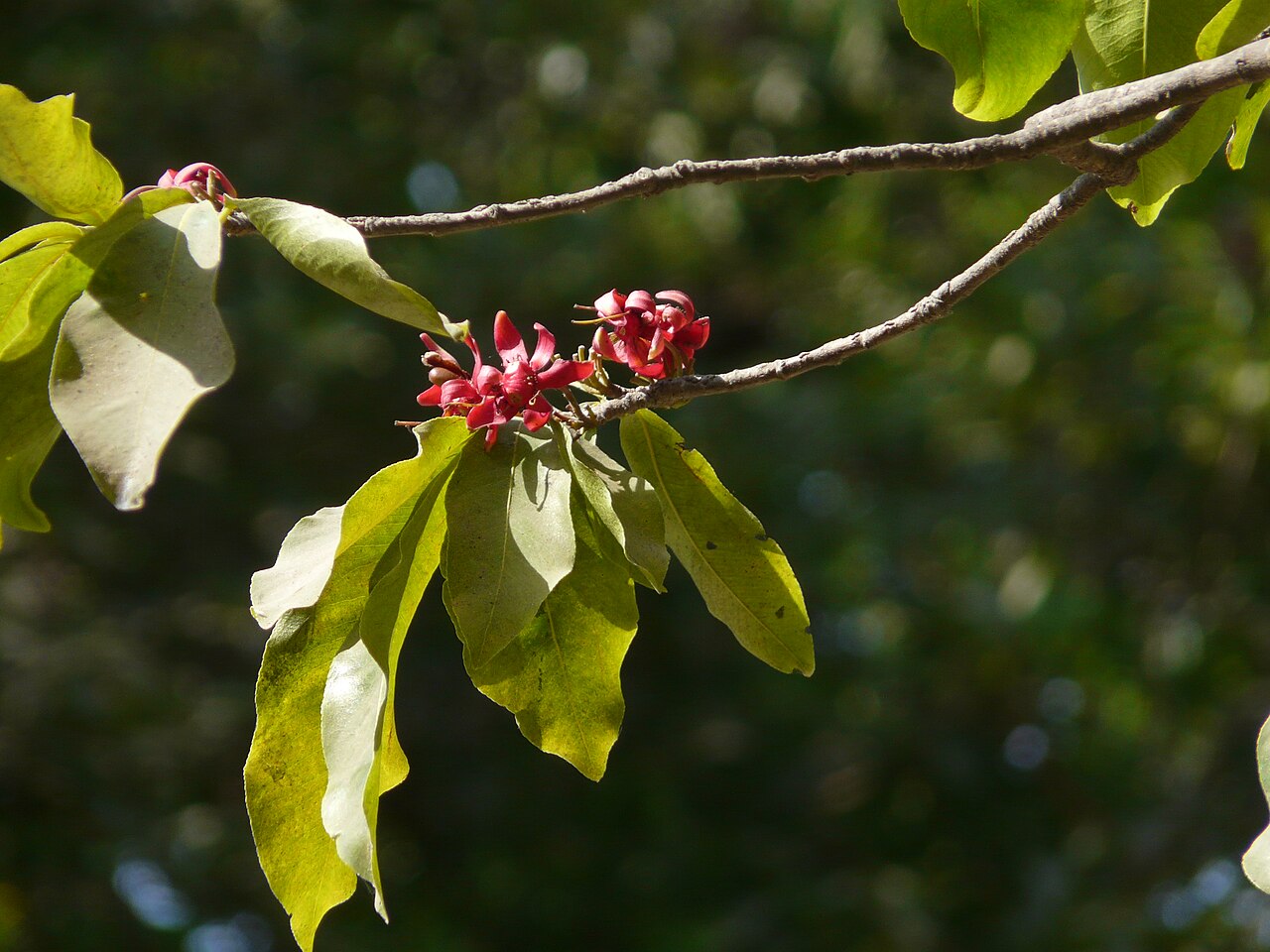 Ochna obtusata: Ochna obtusata