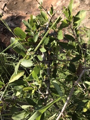Magalies redwood (Ochna pretoriensis)