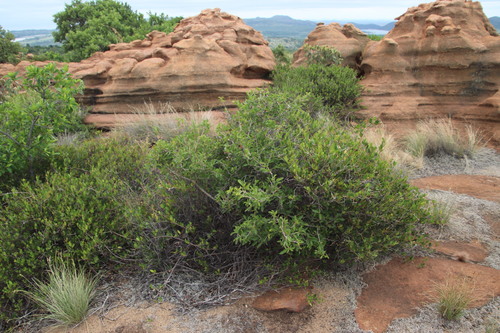 Magalies redwood (Ochna pretoriensis)