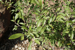 Magalies redwood (Ochna pretoriensis)