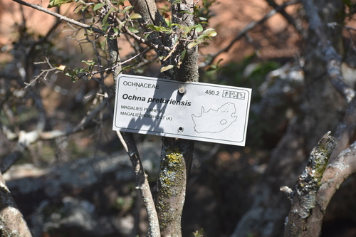 Magalies redwood (Ochna pretoriensis)