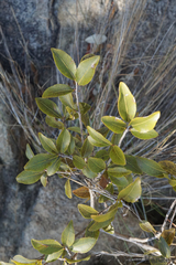 Magalies redwood (Ochna pretoriensis)