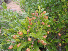 Magalies redwood (Ochna pretoriensis)