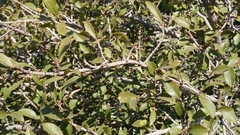 Magalies redwood (Ochna pretoriensis)