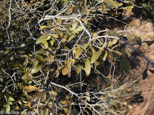 Magalies redwood (Ochna pretoriensis)