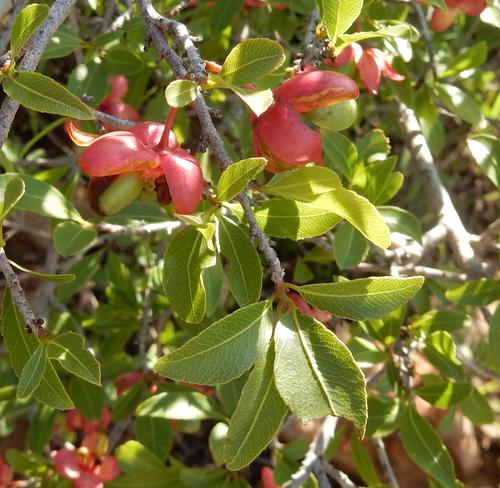 Magalies redwood (Ochna pretoriensis)