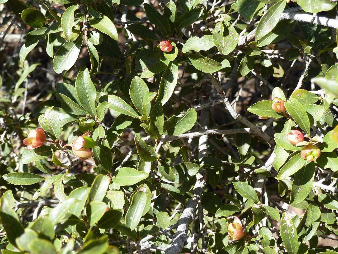 Magalies redwood: A fruiting Magalies ochna in the Wonderboom Nature Reserve, Pretoria