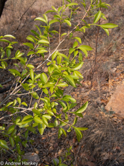 Magalies redwood (Ochna pretoriensis)
