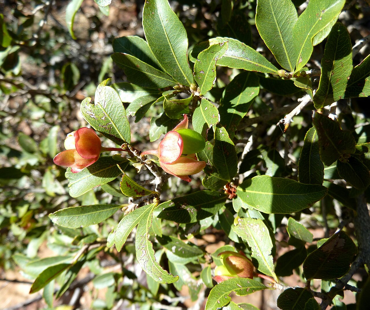 Magalies redwood: A fruiting Magalies ochna in the Wonderboom Nature Reserve, Pretoria