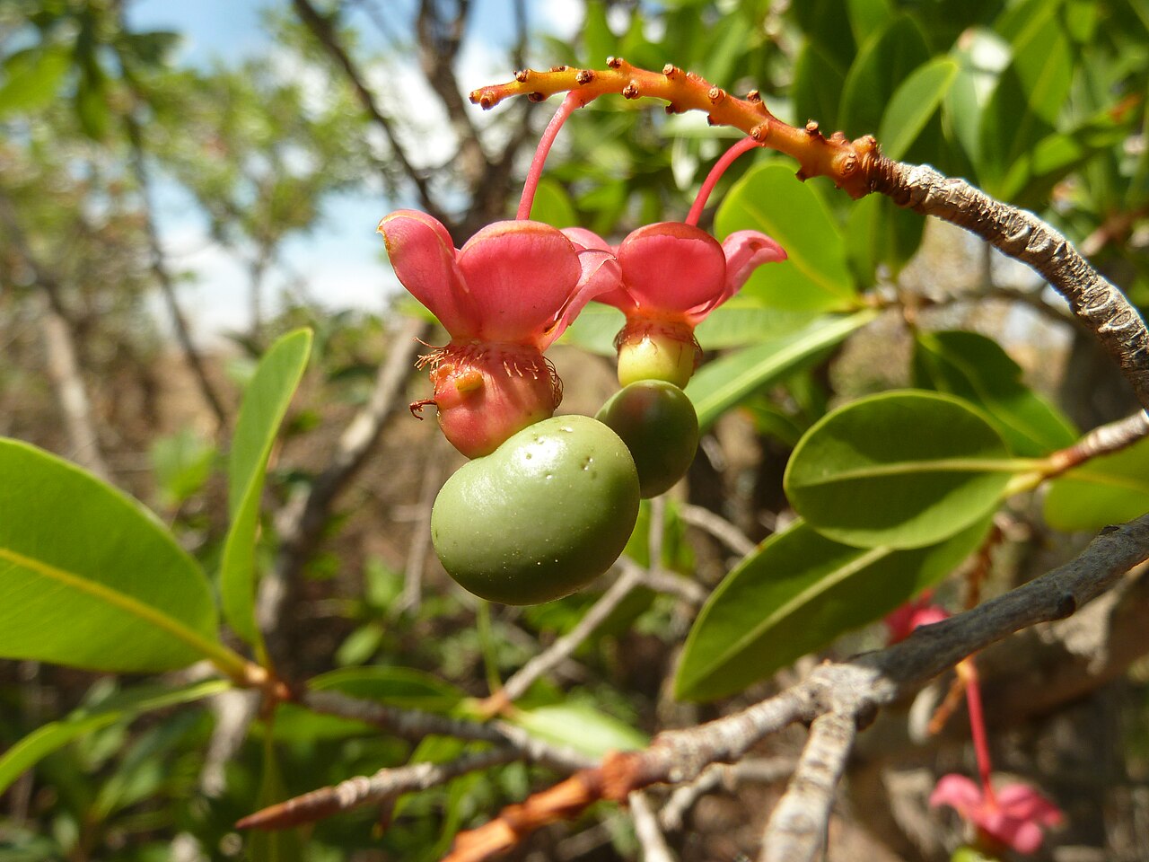 Ochna pulchra: Fruit of a Peeling plane in Faerie Glen Nature Reserve, Pretoria