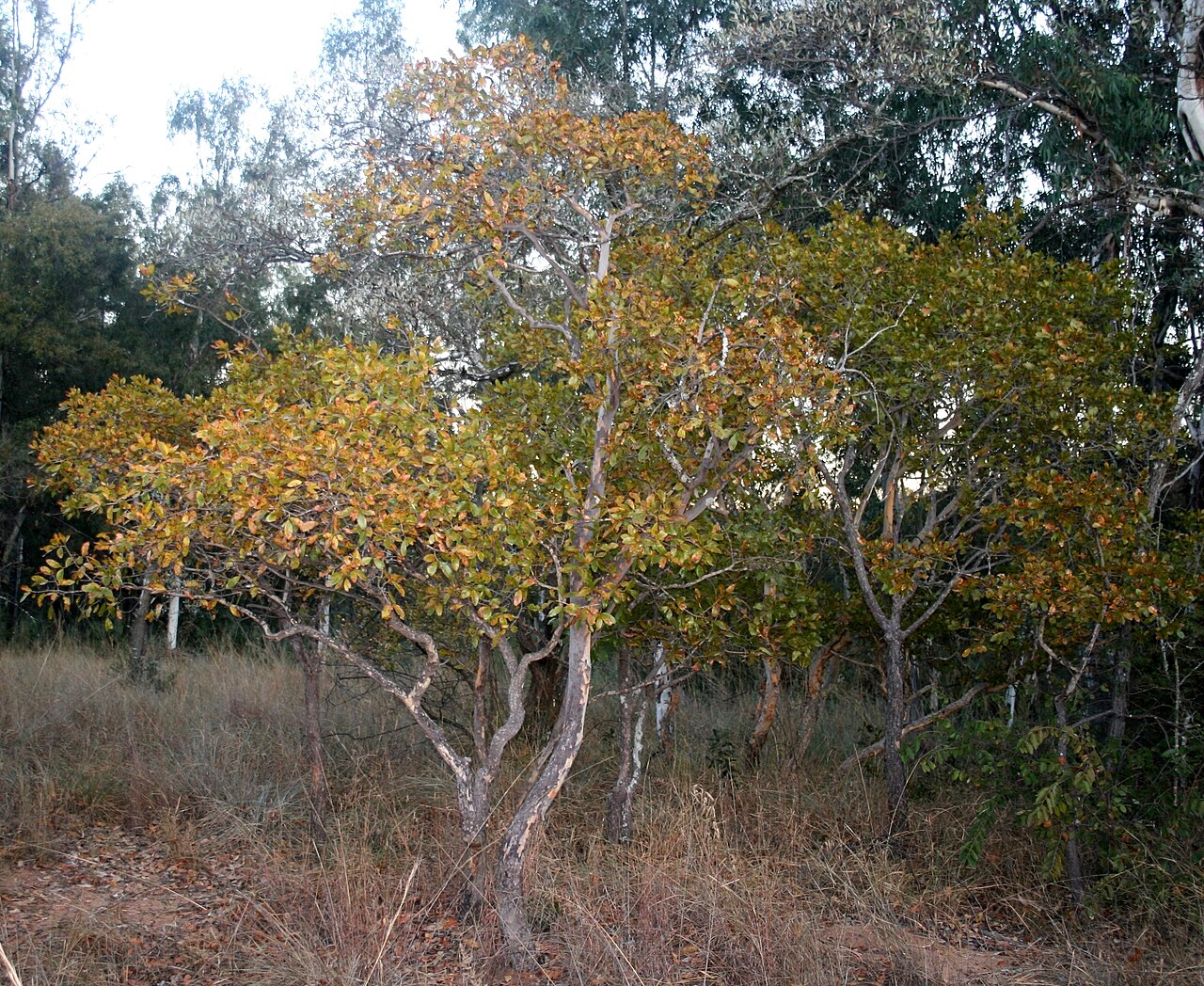Ochna pulchra: Habit of Ochna pulchra at Waterberg Natuurpraal, Waterberg, Limpopo