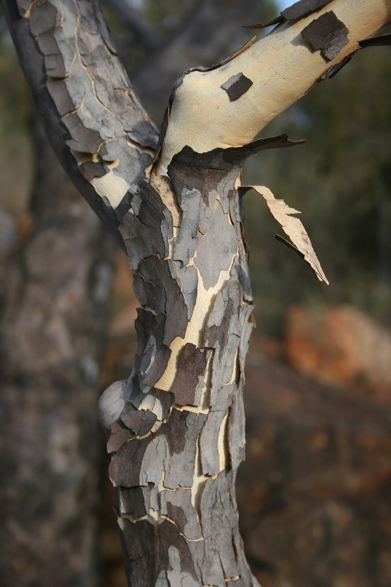 Ochna pulchra: Bark of Ochna pulchra in Pretoria National Botanical Garden