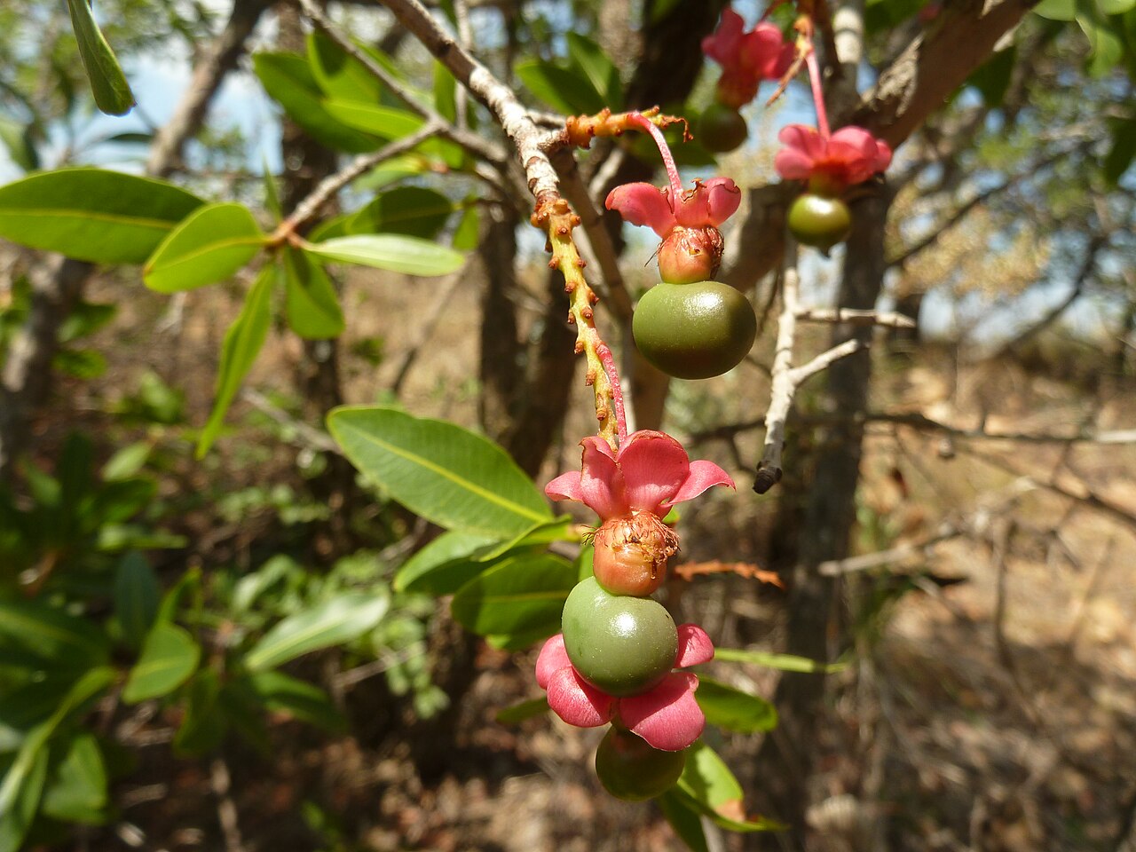 Ochna pulchra: Fruit of a Peeling plane in Faerie Glen Nature Reserve, Pretoria
