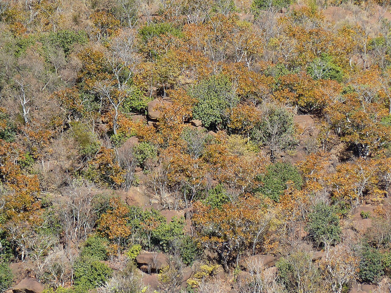 Ochna pulchra: Winter colours of Peeling planes in the bankenveld of Little Eden in De Tweedespruit conservancy, Gauteng