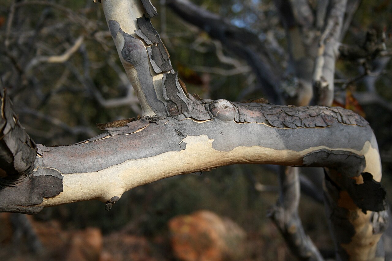 Ochna pulchra: Bark of Ochna pulchra in Pretoria National Botanical Garden