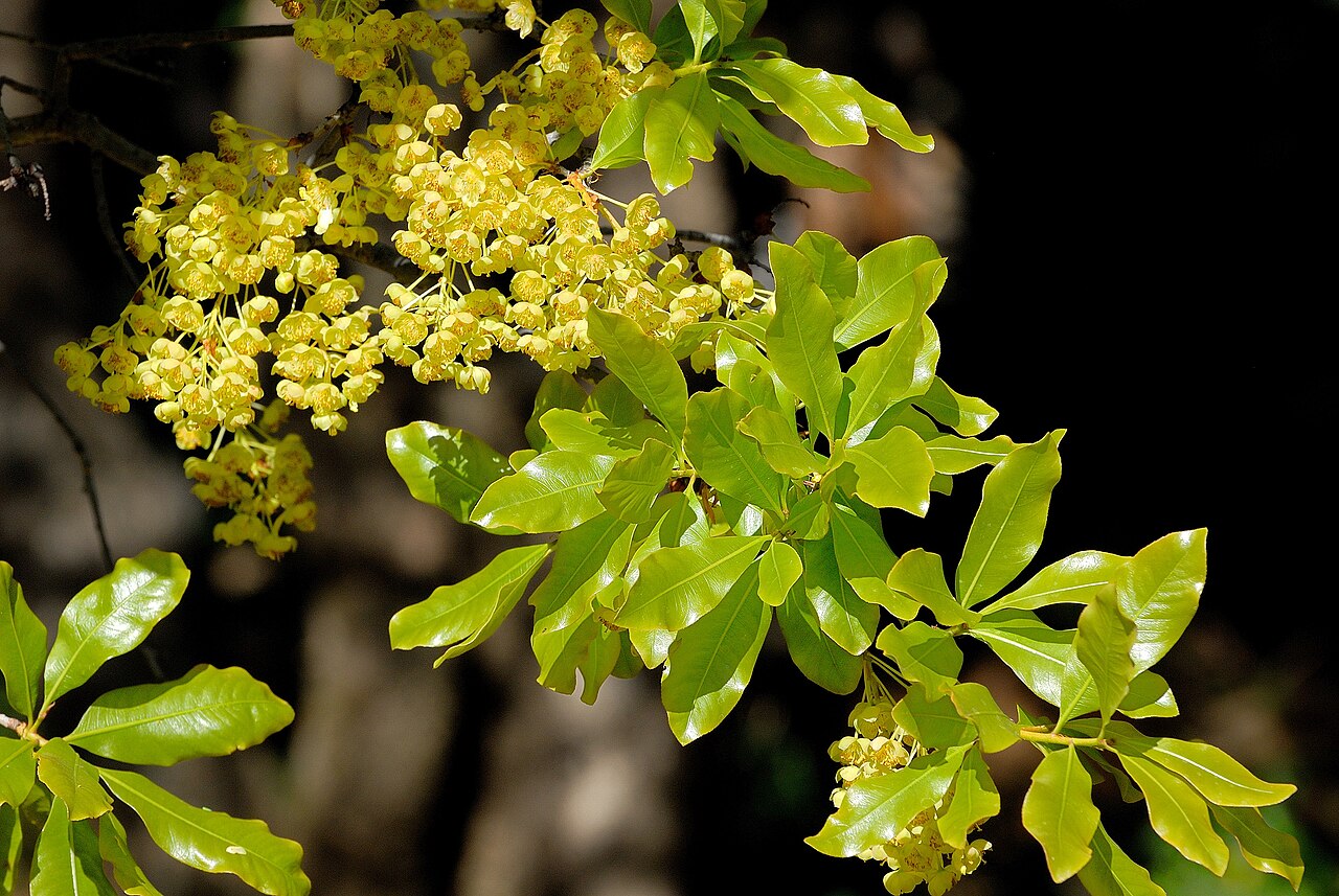 Ochna pulchra: Flowering Peeling plane in Jan Celliers Park, Pretoria