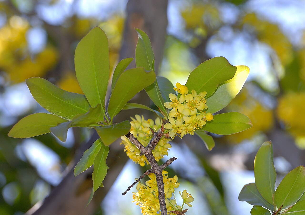 Ochna pulchra: Flowering Peeling plane in Jan Celliers Park, Pretoria