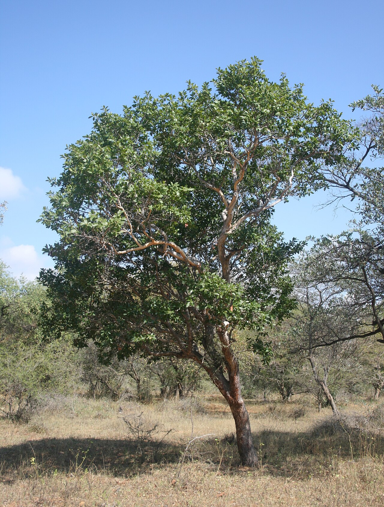 Ochna pulchra: Habit of Ochna pulchra at Skrikfontein, Limpopo