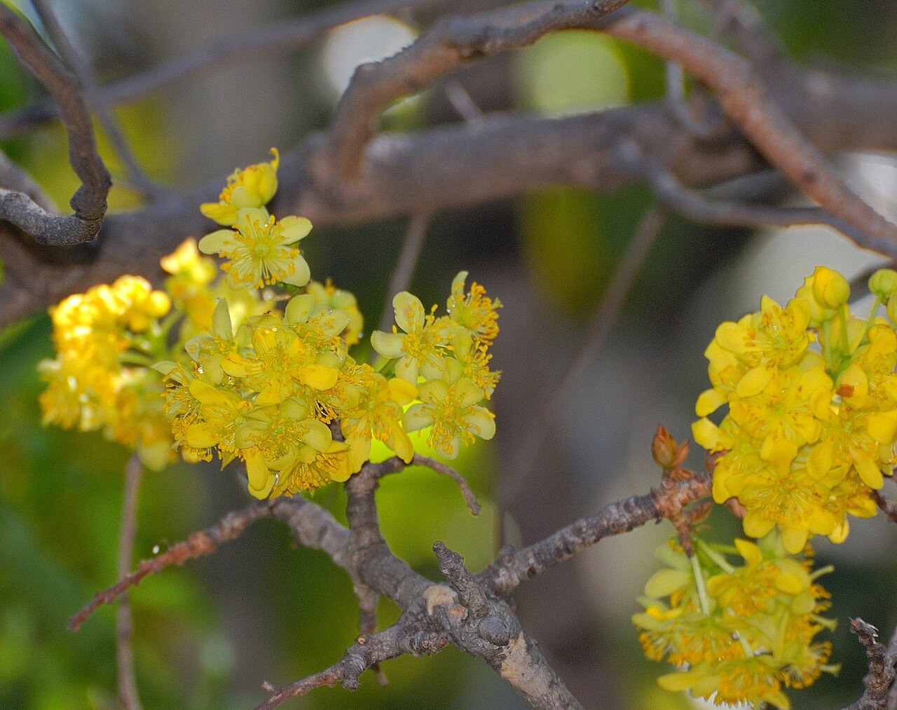 Ochna pulchra: Flowering Peeling plane in Jan Celliers Park, Pretoria