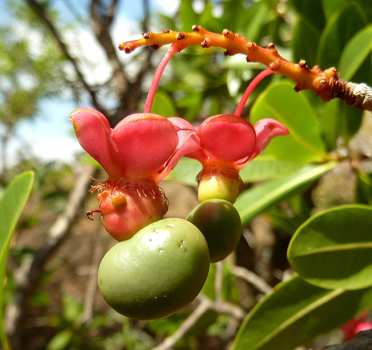 Ochna pulchra: Fruit of a Peeling plane in Faerie Glen Nature Reserve, Pretoria