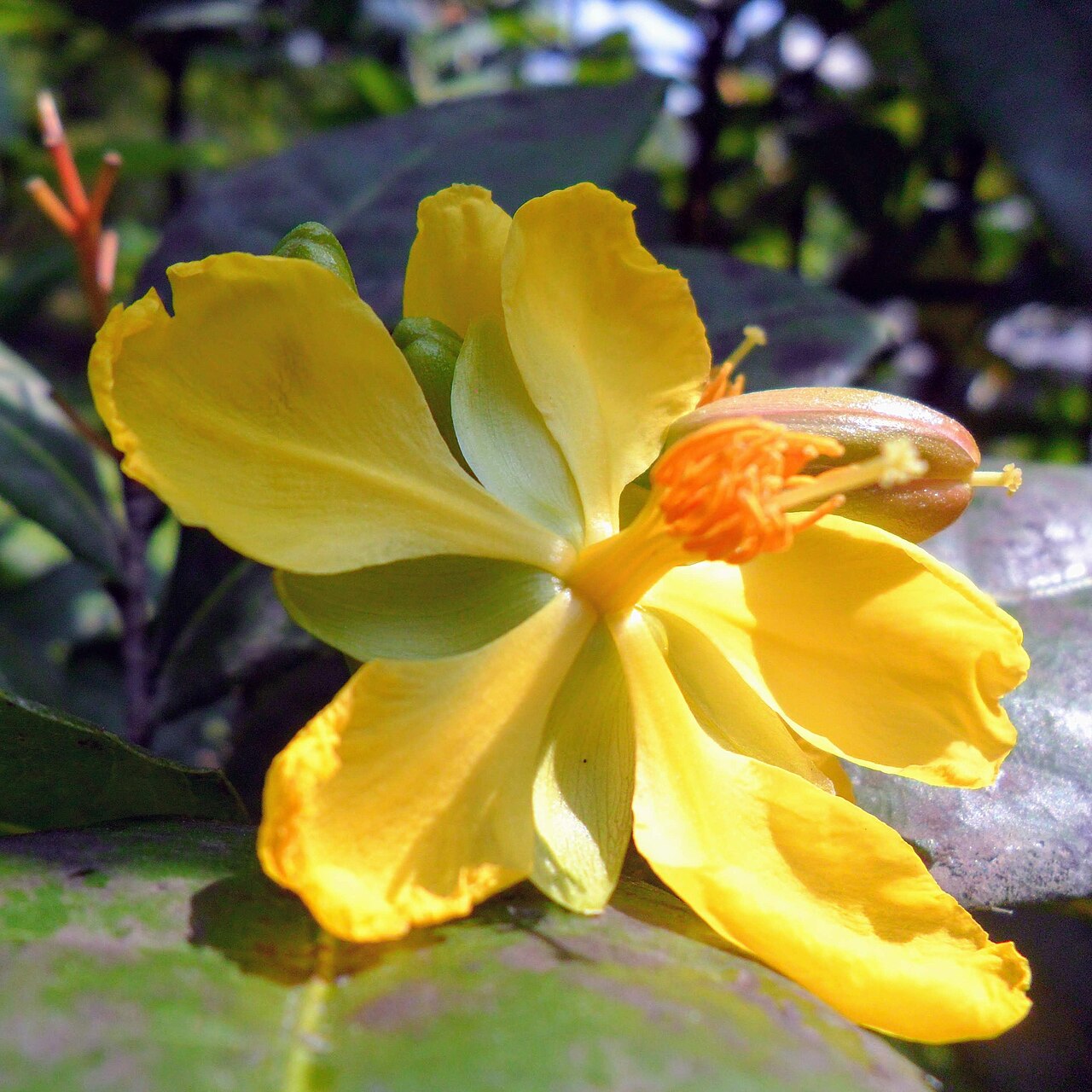 Mickey Mouse plant: Ochna serrulata