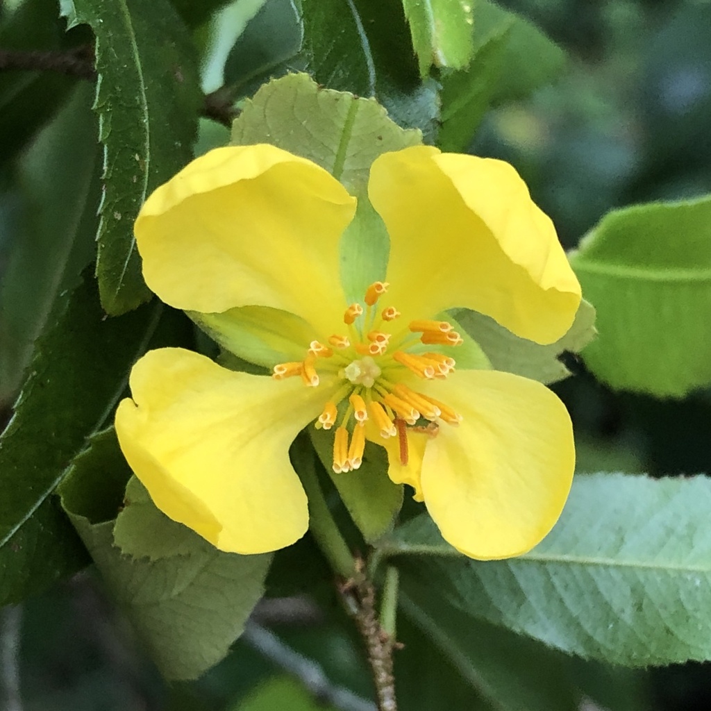 Mickey Mouse plant (Ochna serrulata)