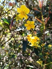 Mickey Mouse plant (Ochna serrulata)