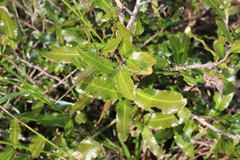 Mickey Mouse plant (Ochna serrulata)
