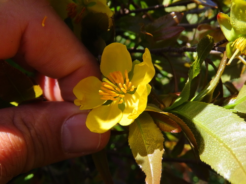 Mickey Mouse plant (Ochna serrulata)