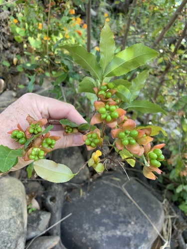 Mickey Mouse plant (Ochna serrulata)