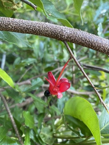 Mickey Mouse plant (Ochna serrulata)