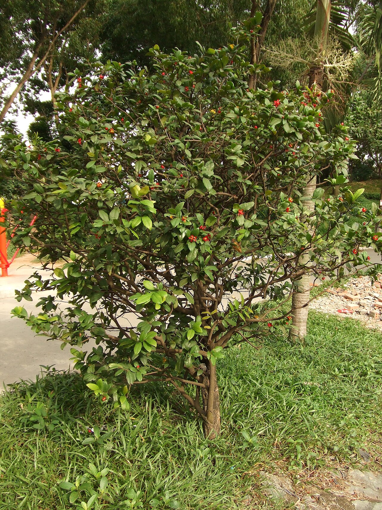 Mickey Mouse plant: A shrub of Ochna thomasiana