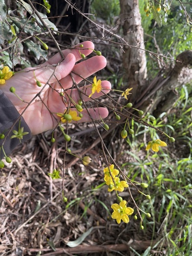 Mickey Mouse plant (Ochna serrulata)