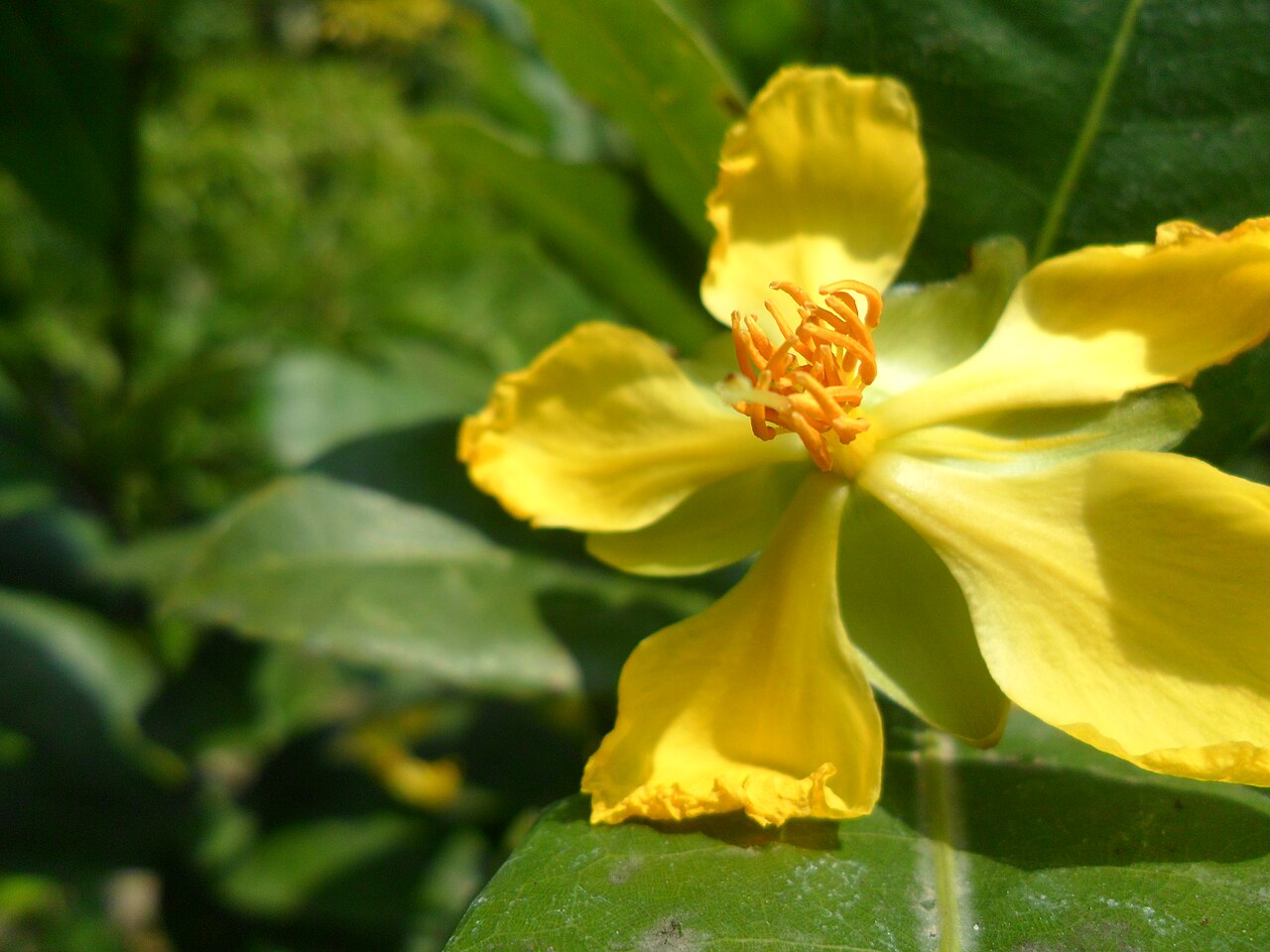 Mickey Mouse plant: Ochna serrulata