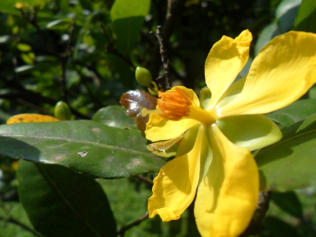 Mickey Mouse plant: Ochna serrulata