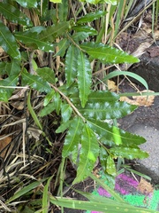 Mickey Mouse plant (Ochna serrulata)