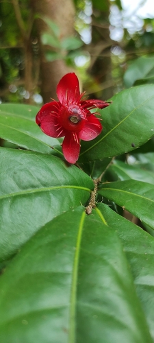 Thomas' bird's-eye bush (Ochna thomasiana)