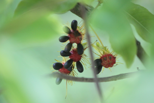 Thomas' bird's-eye bush (Ochna thomasiana)