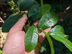 Thomas' bird's-eye bush (Ochna thomasiana)