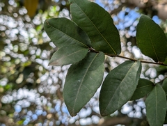 Thomas' bird's-eye bush (Ochna thomasiana)