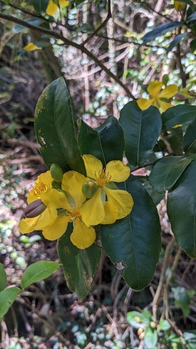 Thomas' bird's-eye bush (Ochna thomasiana)