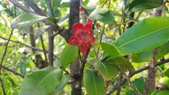 Thomas' bird's-eye bush (Ochna thomasiana)