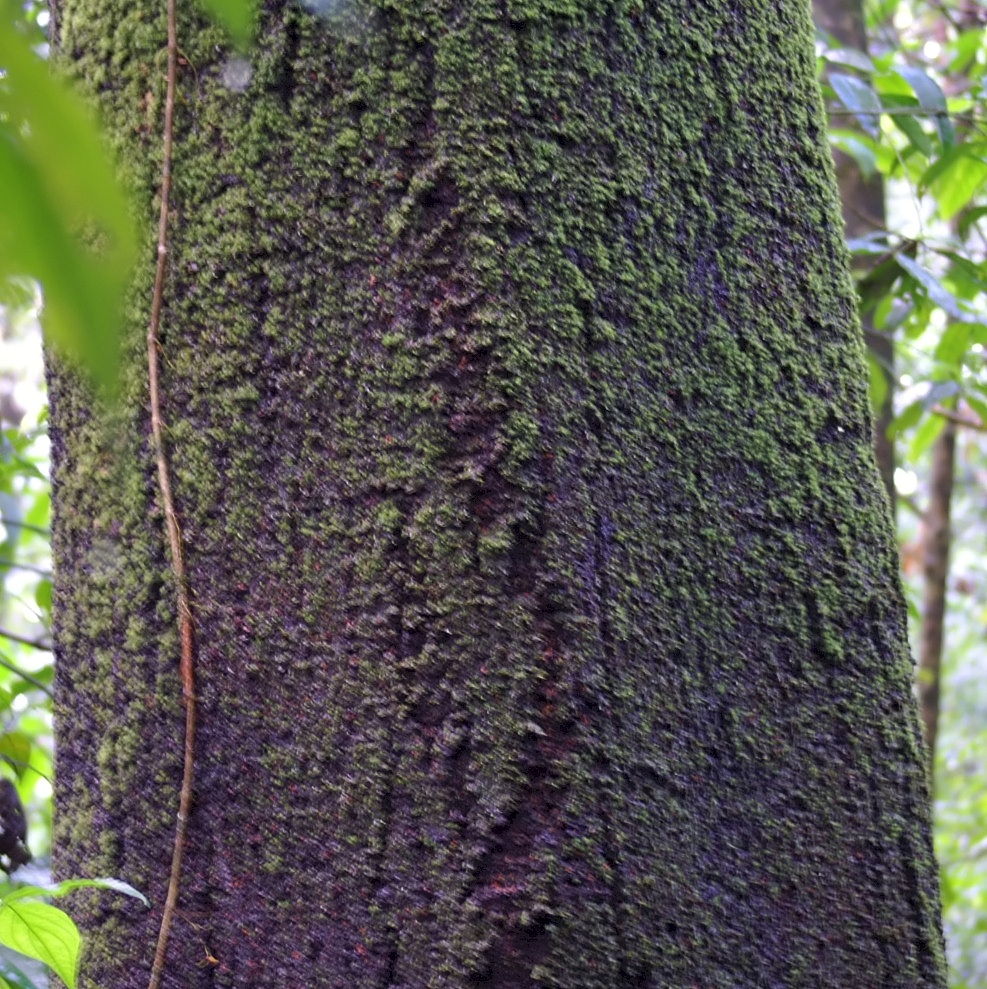 Balsa: Location taken: Drake Bay, Costa Rica.. Names: Ochroma pyramidale (Cav.) Urban, Balsa, Balsa Wood, Balsabaum, Balsaholz, Balsapuu, Balsatre, Balsatræ, Balzo, Ba