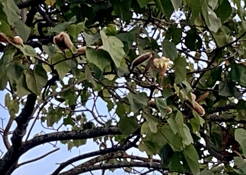 Balsa (Ochroma pyramidale)