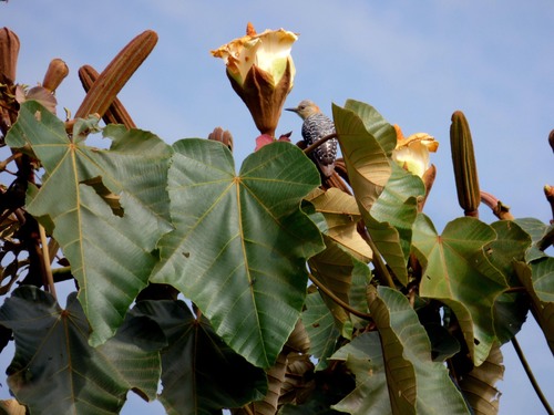 Balsa (Ochroma pyramidale)