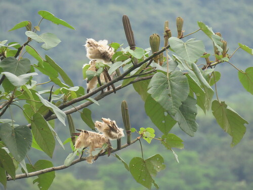 Balsa (Ochroma pyramidale)