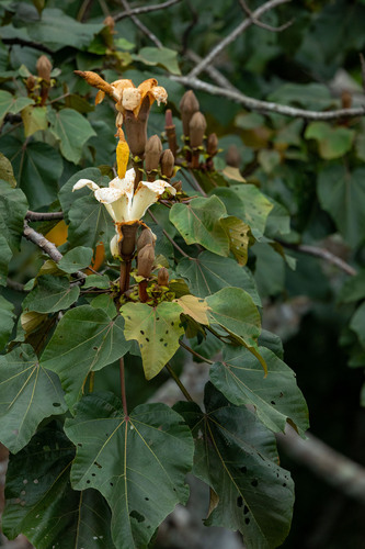 Balsa (Ochroma pyramidale)