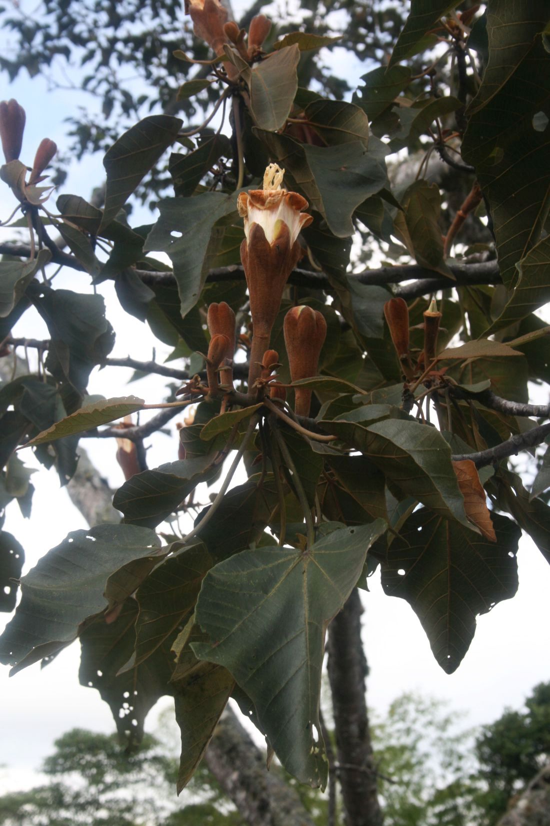 Balsa: Ochroma pyramidale , Malvengewächse (Malvaceae), Wollbaumgewächse (Bombacoideae) – Kolumbien/Colombia: Dpto. Huila, Parque Arqueológico Nacional San Agustín e I